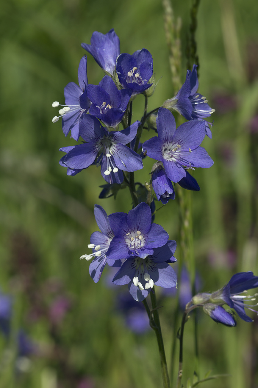 Image of Polemonium schmidtii specimen.