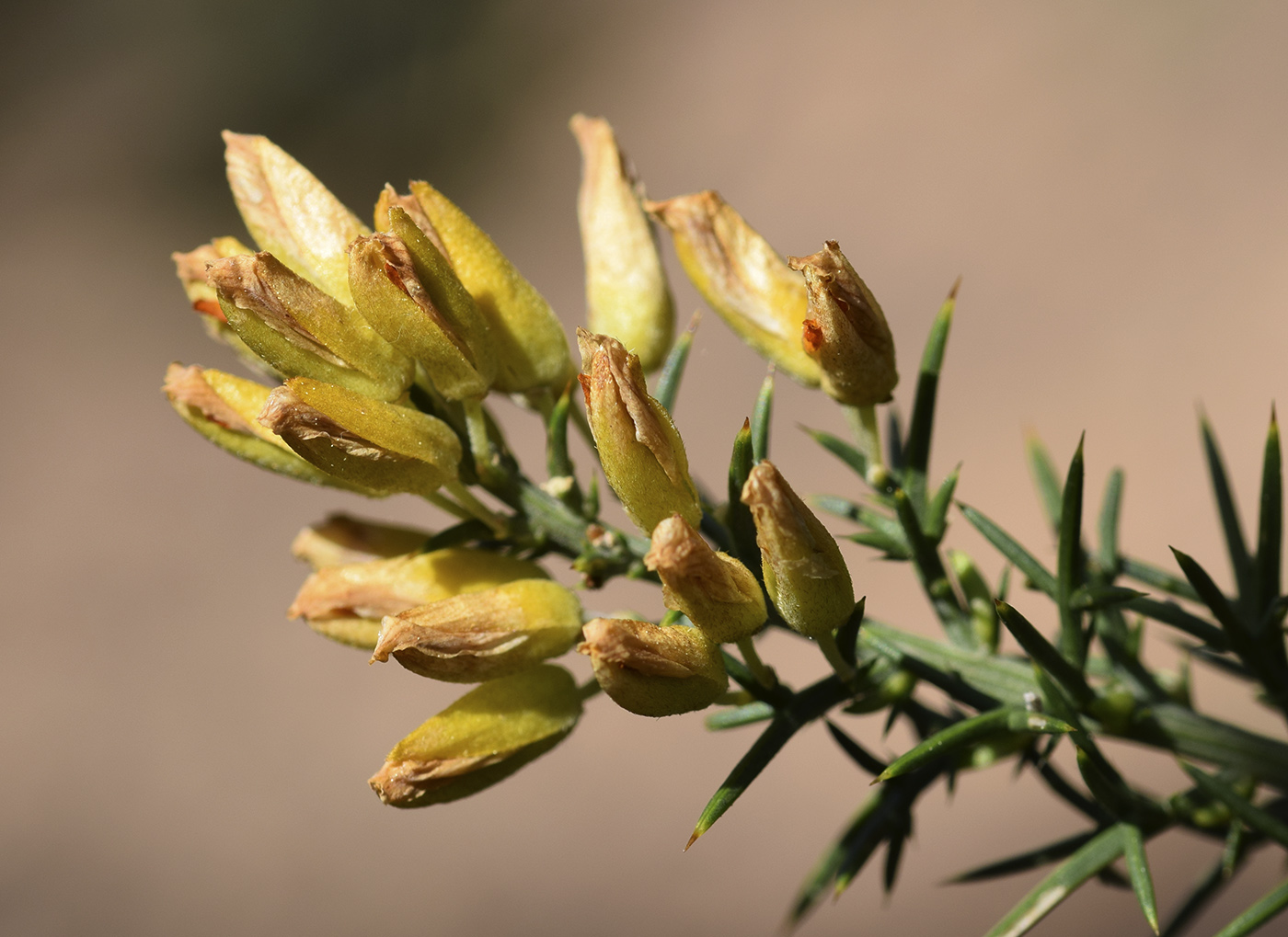 Изображение особи Ulex parviflorus.