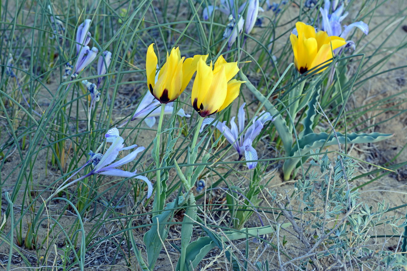 Изображение особи Tulipa borszczowii.