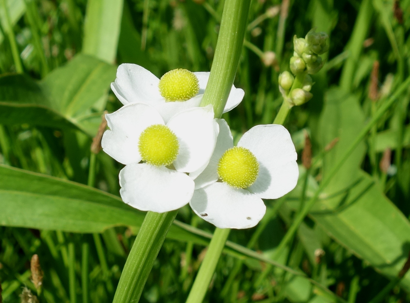 Изображение особи Sagittaria trifolia.