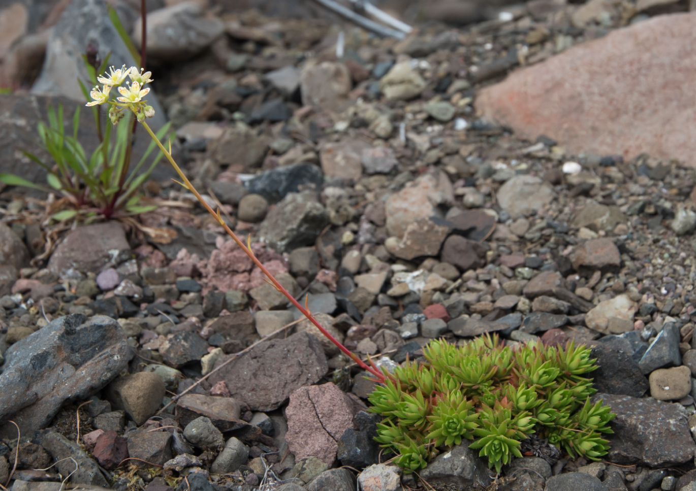 Image of Saxifraga funstonii specimen.