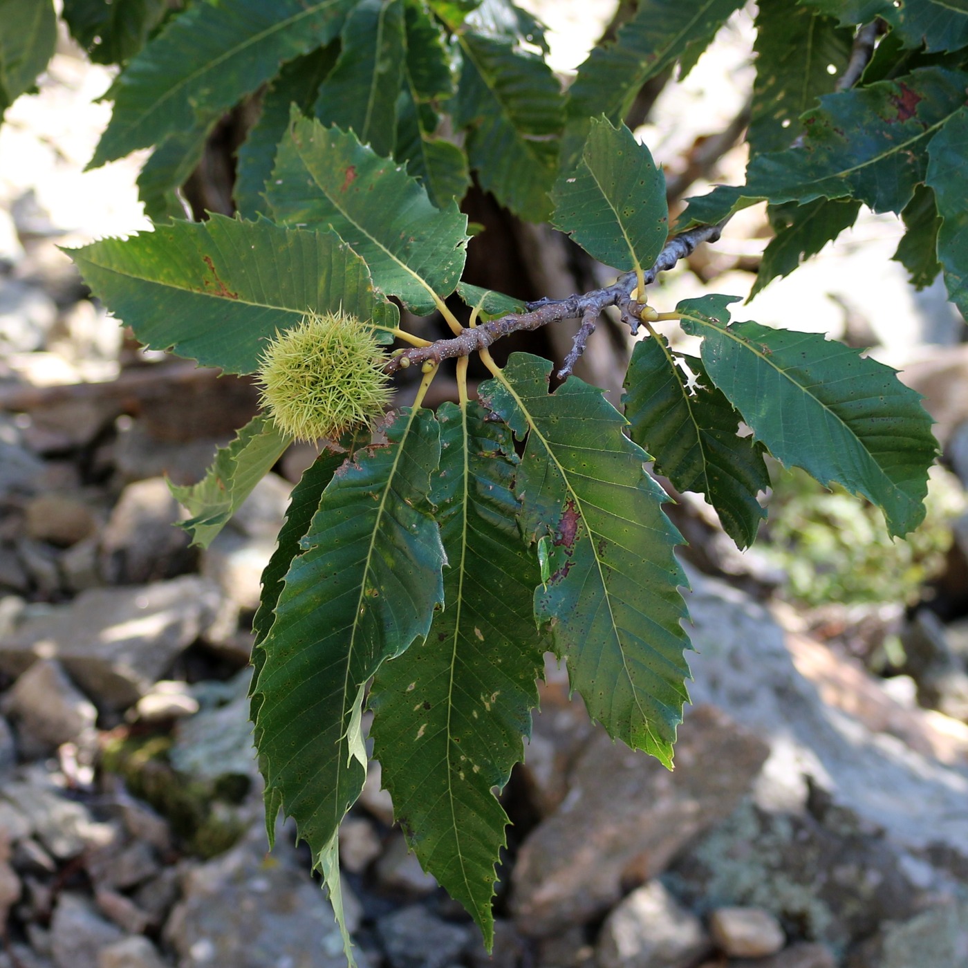 Image of Castanea sativa specimen.