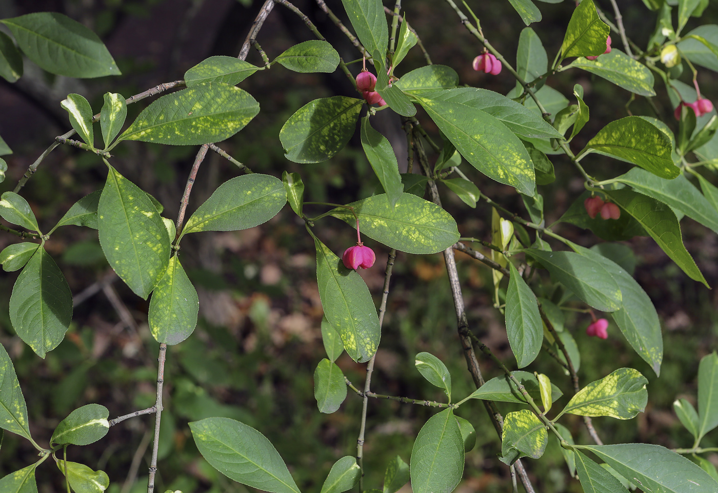 Image of Euonymus europaeus specimen.