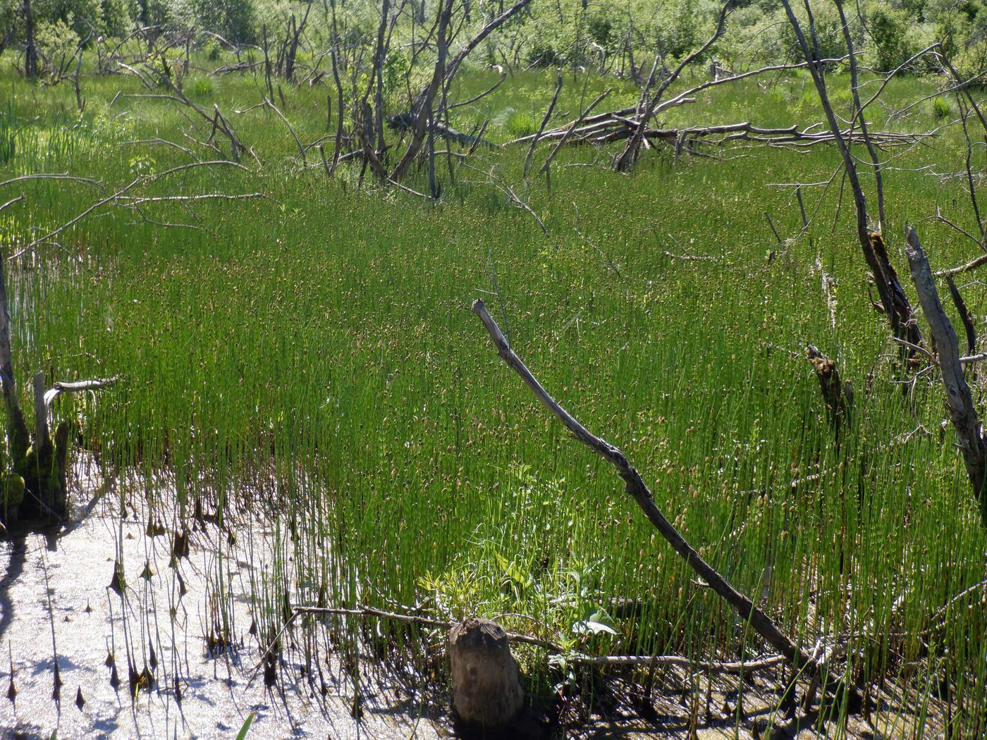 Изображение особи Equisetum fluviatile.