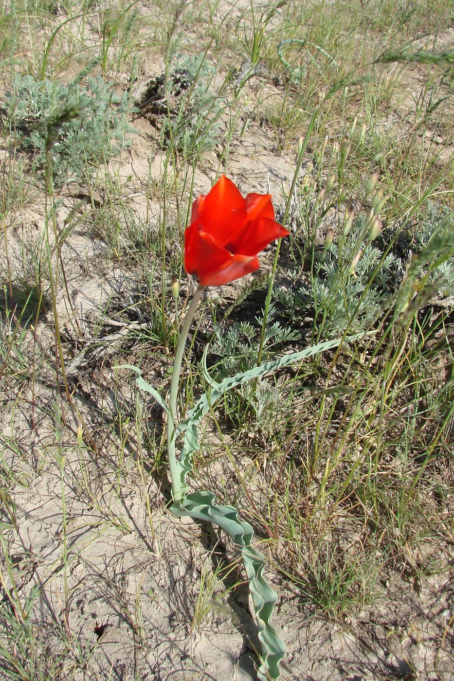 Изображение особи Tulipa lehmanniana.