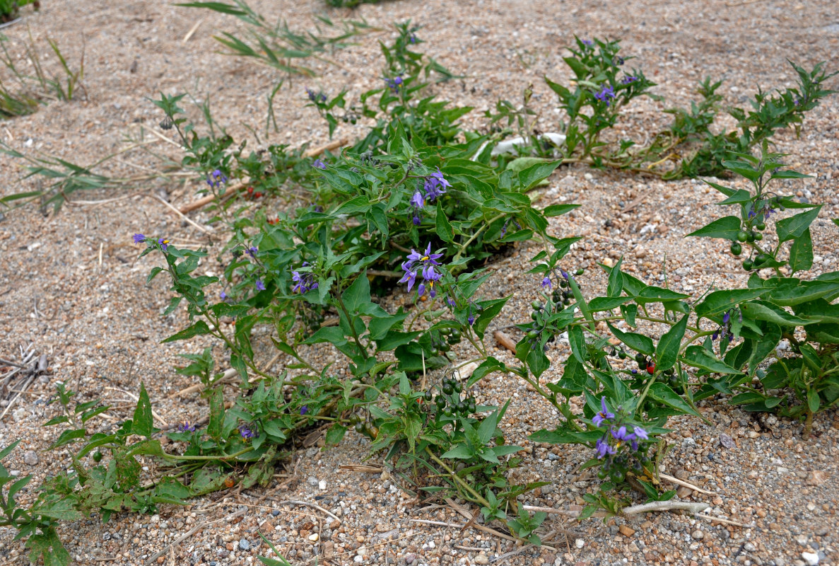 Изображение особи Solanum dulcamara.