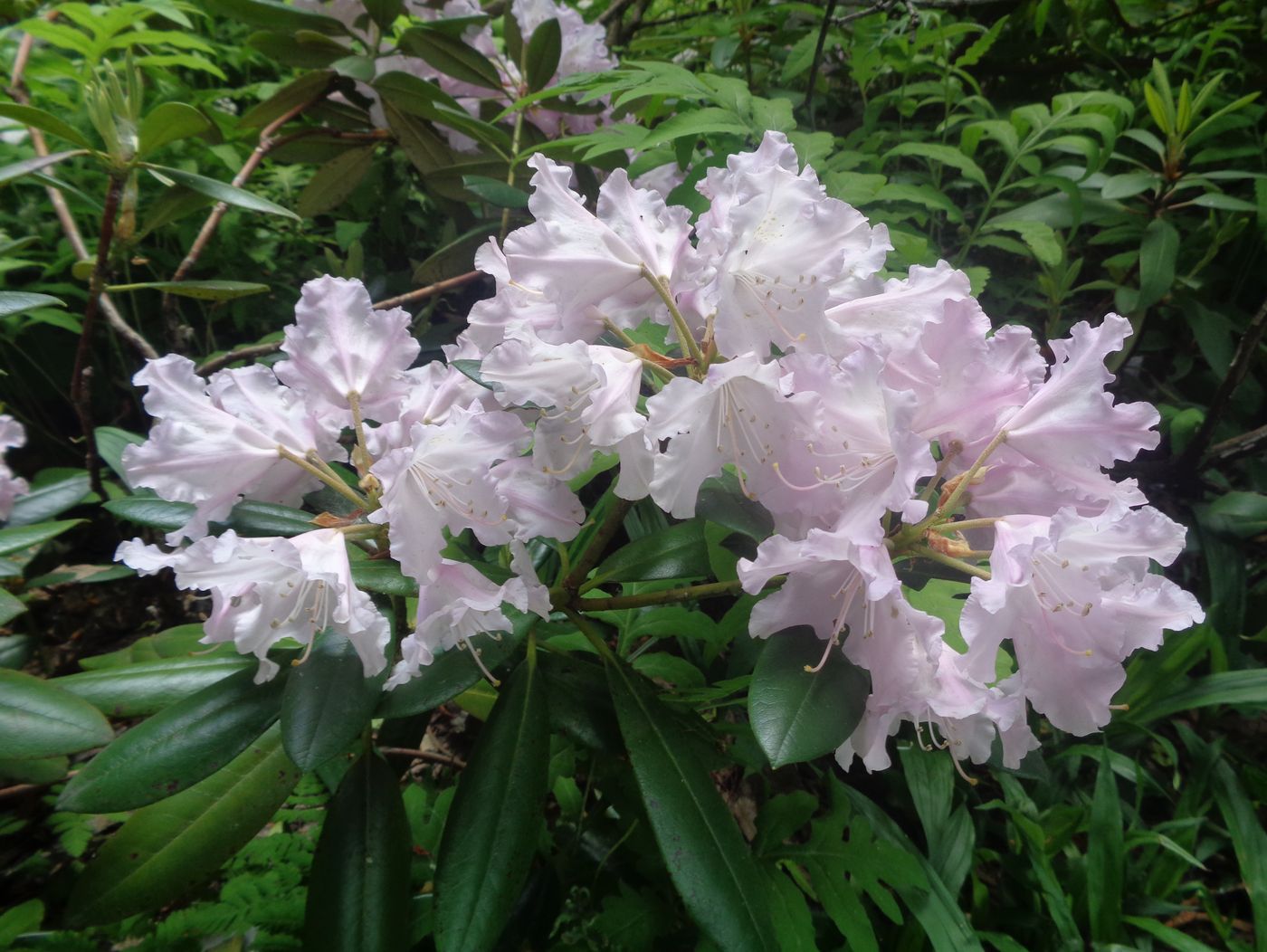 Изображение особи Rhododendron yakushimanum.