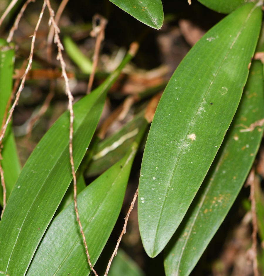 Image of Stelis quinquenervia specimen.