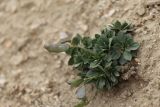View full-size image Parrya saxifraga