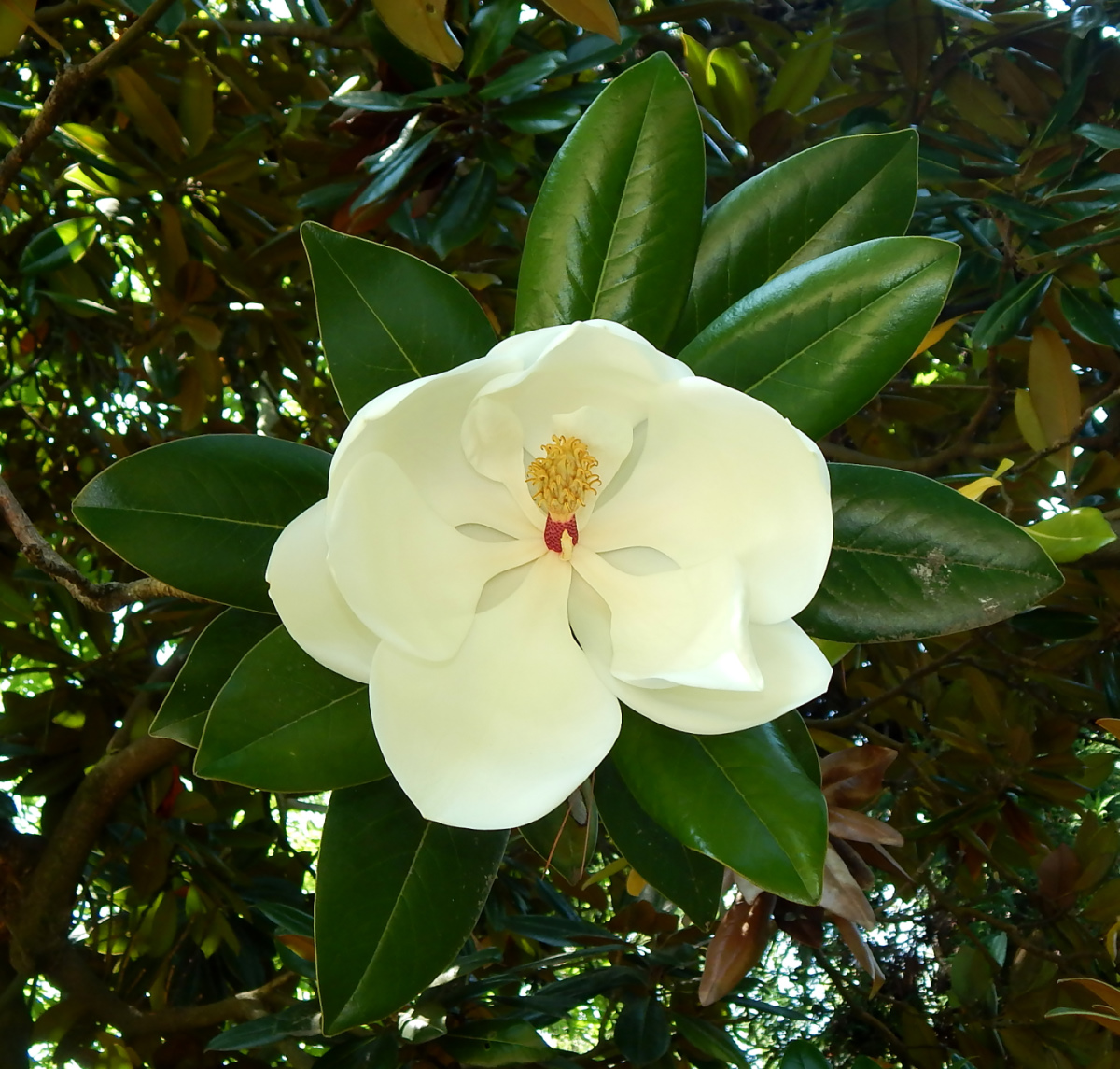 Image of Magnolia grandiflora specimen.