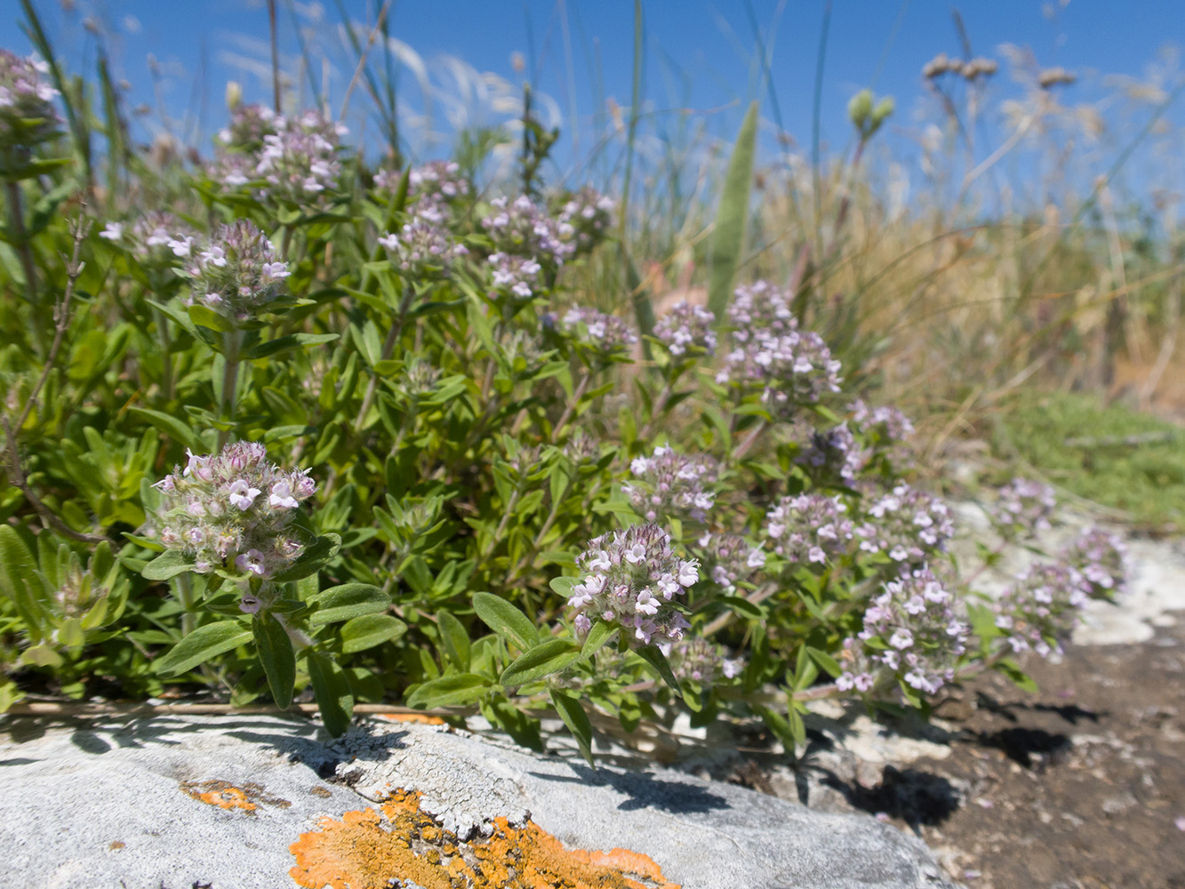 Изображение особи Thymus &times; littoralis.