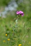 Linum hypericifolium. Верхушка цветущего растения. Республика Северная Осетия-Алания, Ирафский р-н, Большой Кавказ, левый склон ущелья р. Скатикомдон, ≈ 2230 м н.у.м., субальпийский луг. 06.07.2021.