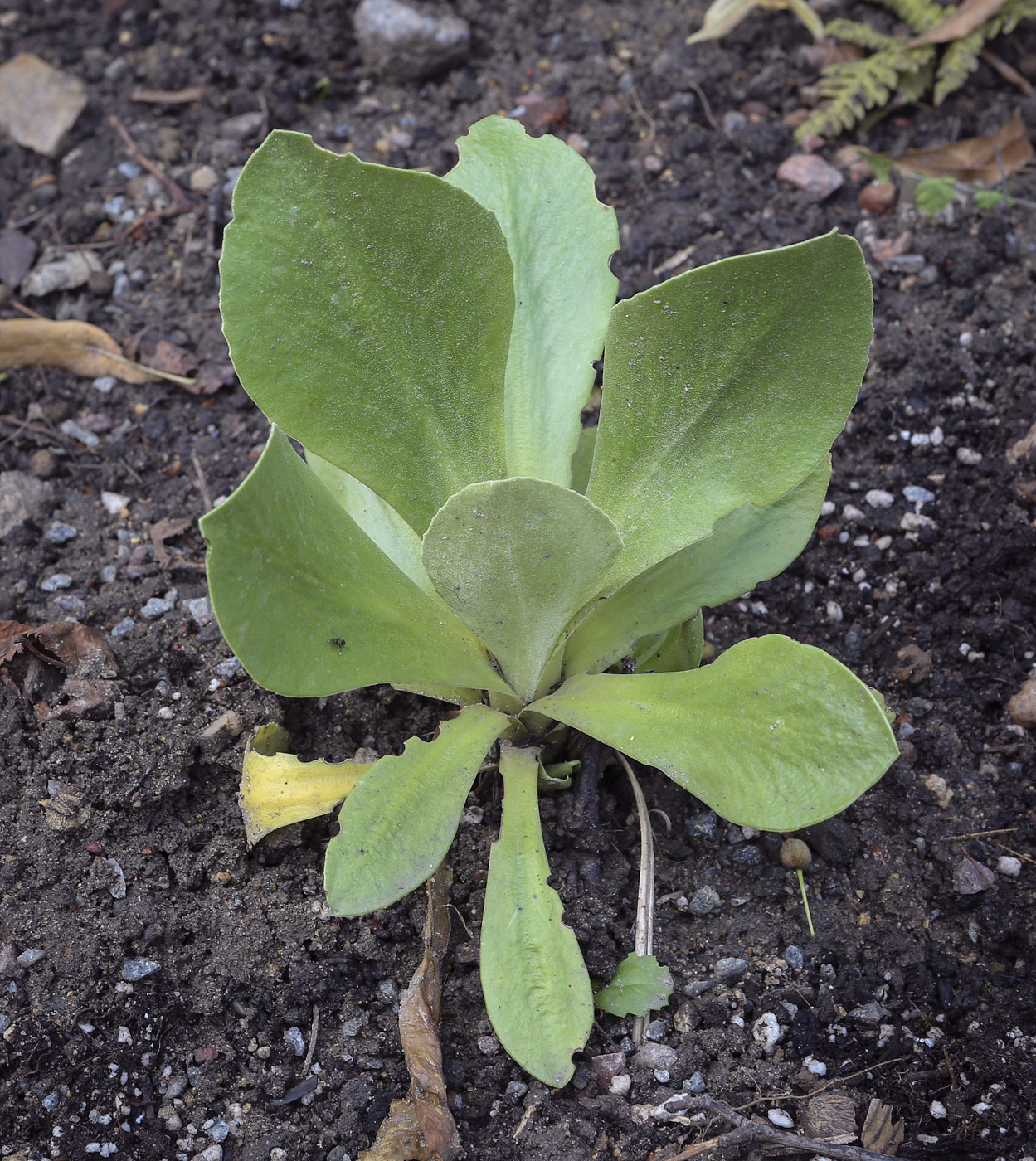 Изображение особи Primula auricula.