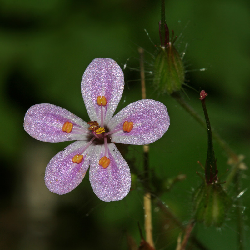 Image of Geranium robertianum specimen.