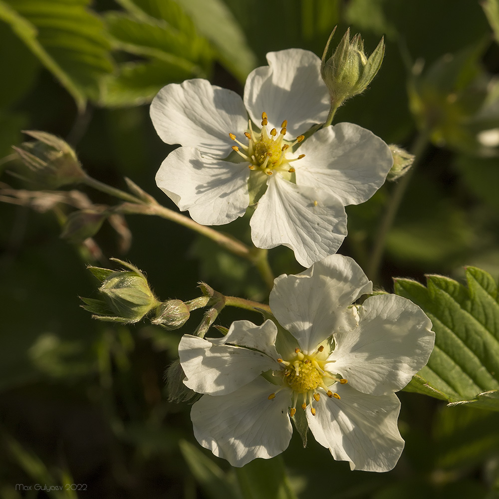 Изображение особи Fragaria campestris.