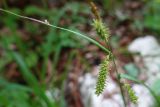 Carex dispalata