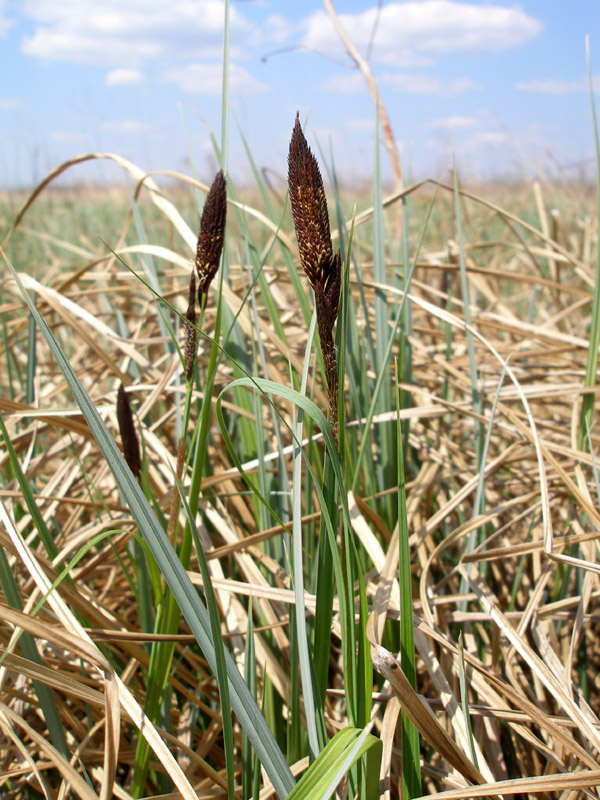 Image of Carex riparia specimen.