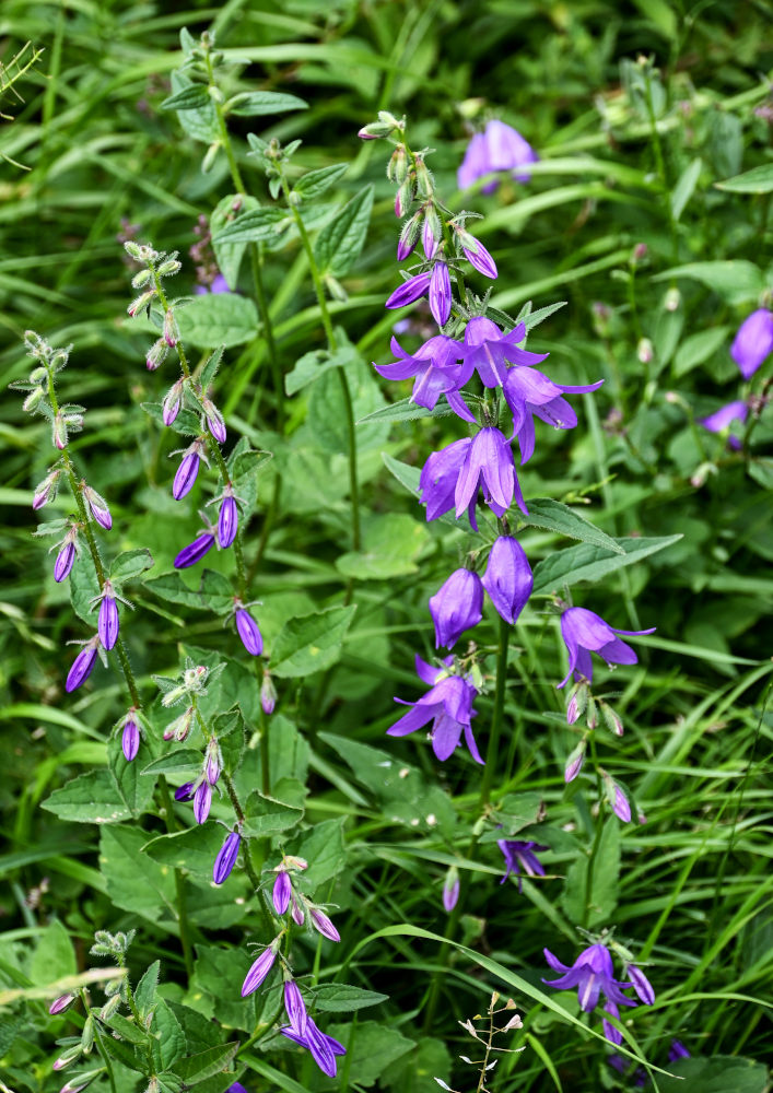 Image of Campanula rapunculoides specimen.