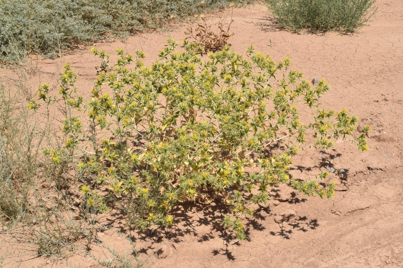 Изображение особи Carthamus oxyacanthus.