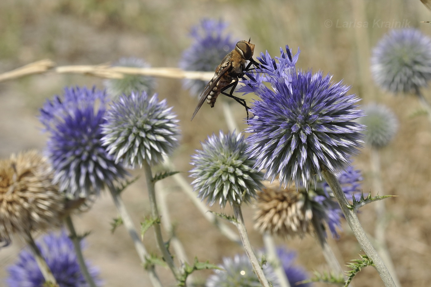 Изображение особи род Echinops.