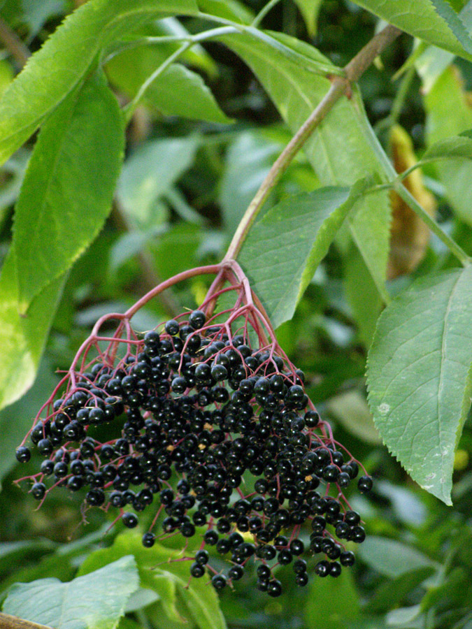 Image of Sambucus nigra specimen.