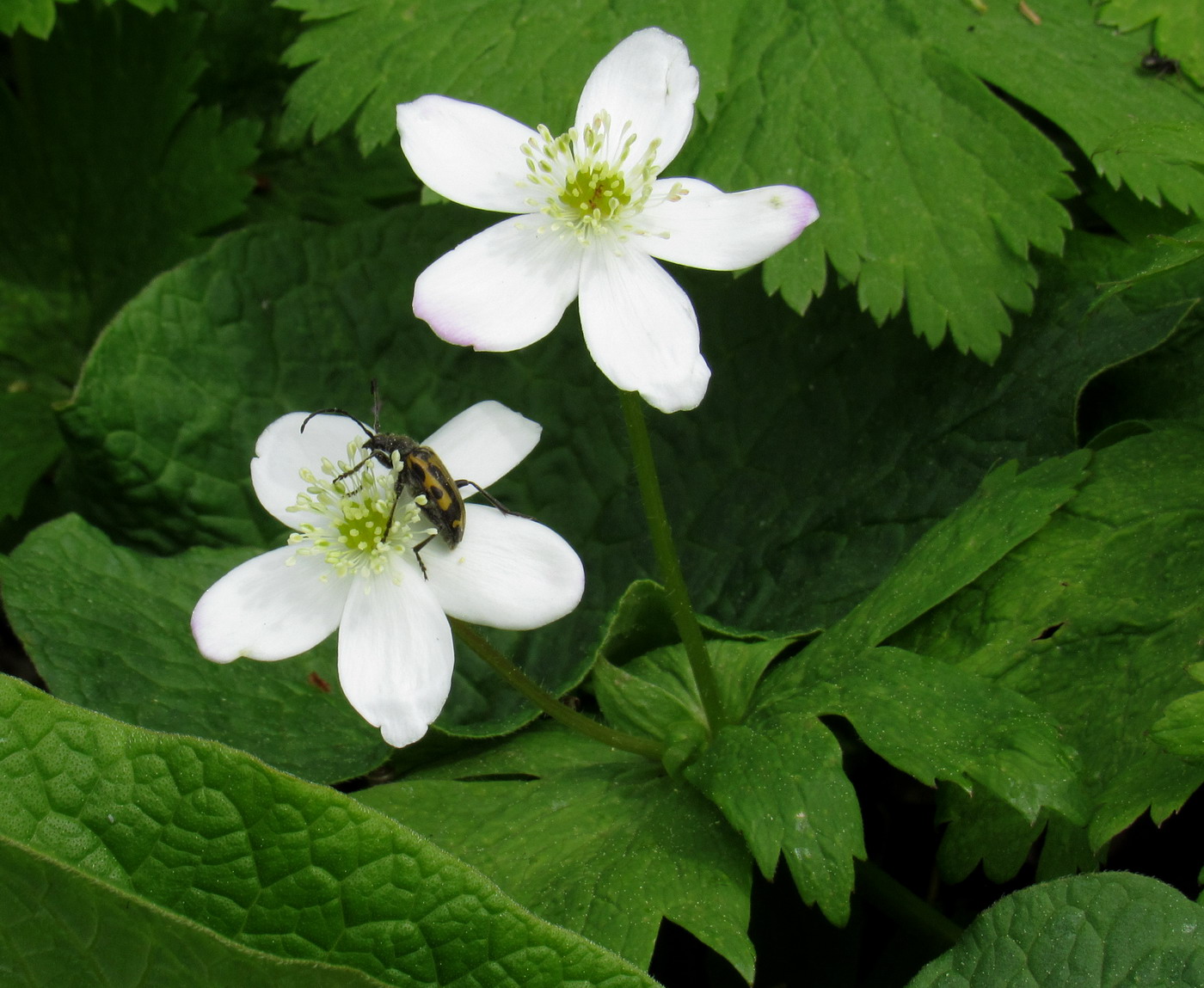 Image of Anemone baicalensis ssp. occidentali-sajanensis specimen.