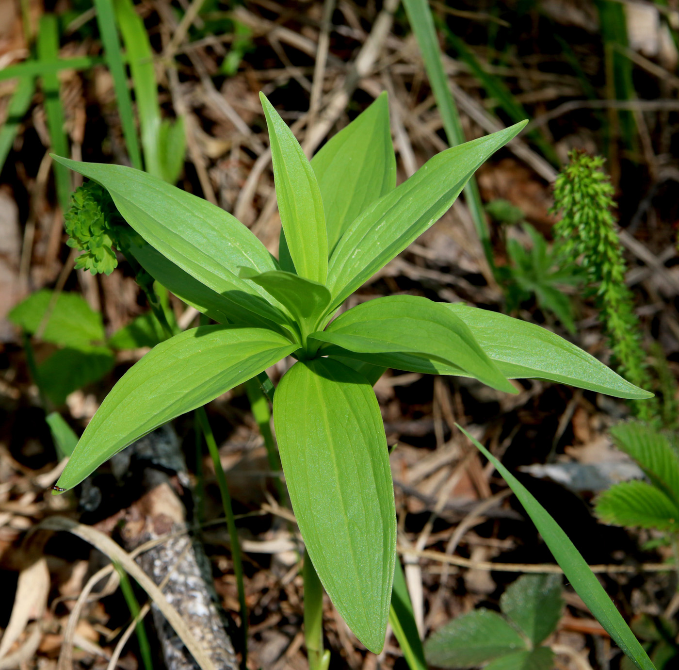 Изображение особи Lilium pilosiusculum.