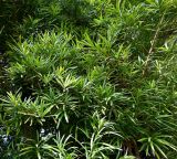genus Podocarpus. Ветви с фруктификациями и листьями. Абхазия, г. Сухум, Сухумский ботанический сад. 25.09.2022.