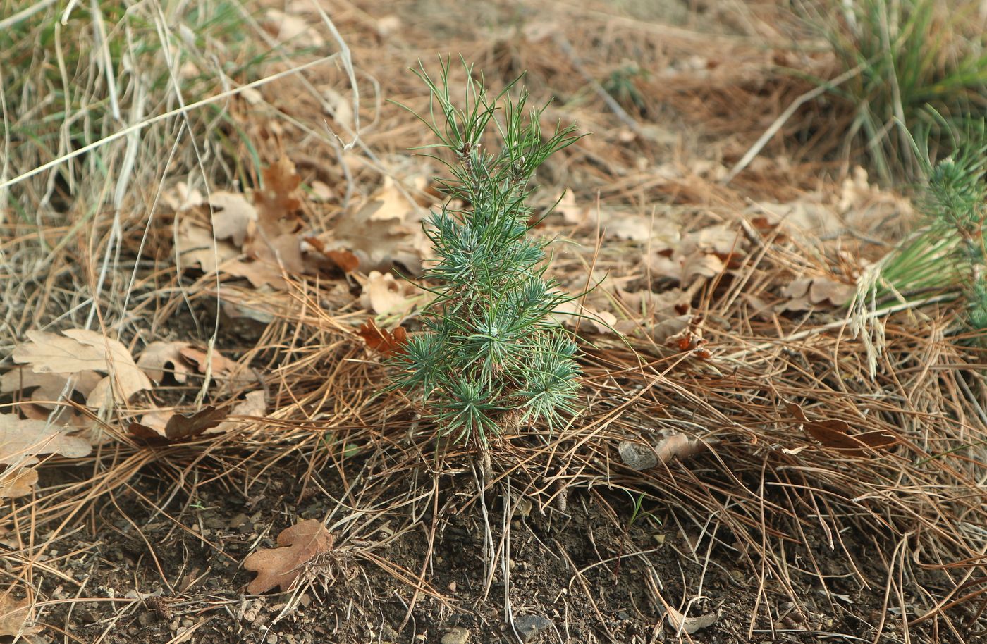 Image of Pinus pityusa specimen.