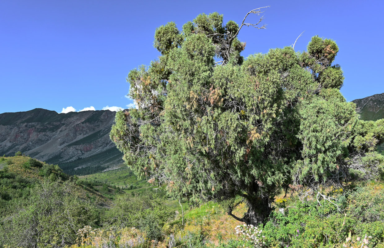 Изображение особи род Juniperus.