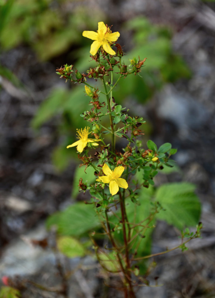 Изображение особи Hypericum yezoense.