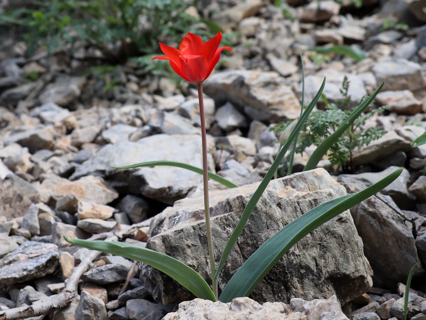 Image of Tulipa butkovii specimen.