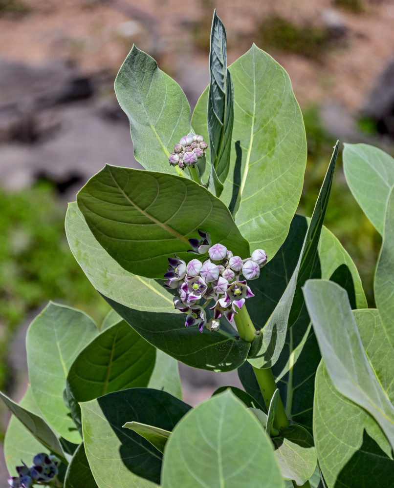 Image of Calotropis procera specimen.