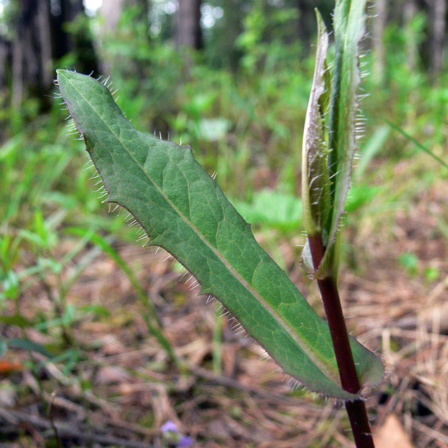 Image of Hieracium umbellatum specimen.