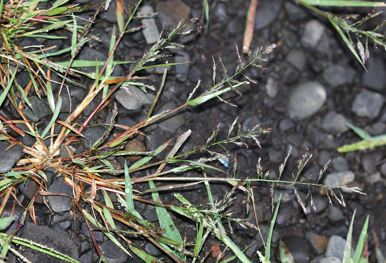 Image of Eragrostis multicaulis specimen.