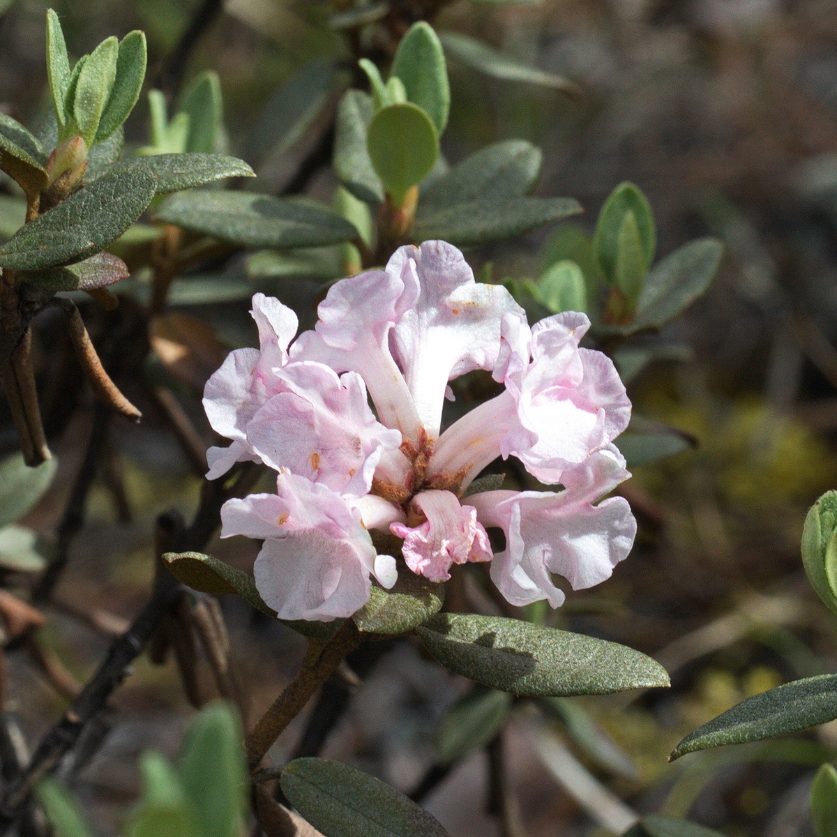 Image of Rhododendron adamsii specimen.