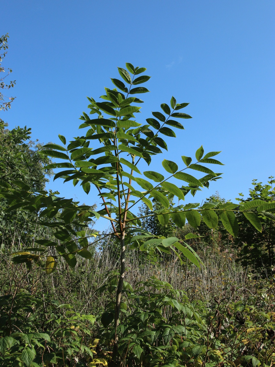 Image of Juglans mandshurica specimen.