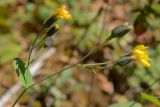 genus Hieracium. Верхушка побега с соцветиями. Адыгея, Кавказский биосферный заповедник, Азишский перевал, 1750 м н.у.м., опушка. 16.09.2023.