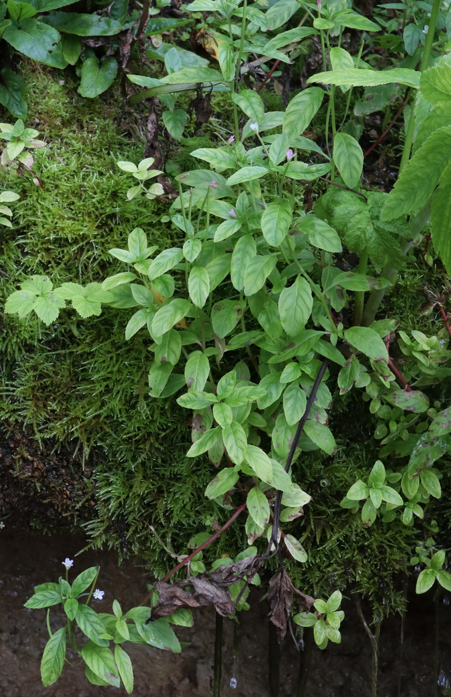 Image of Epilobium roseum specimen.