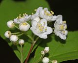 Deutzia parviflora