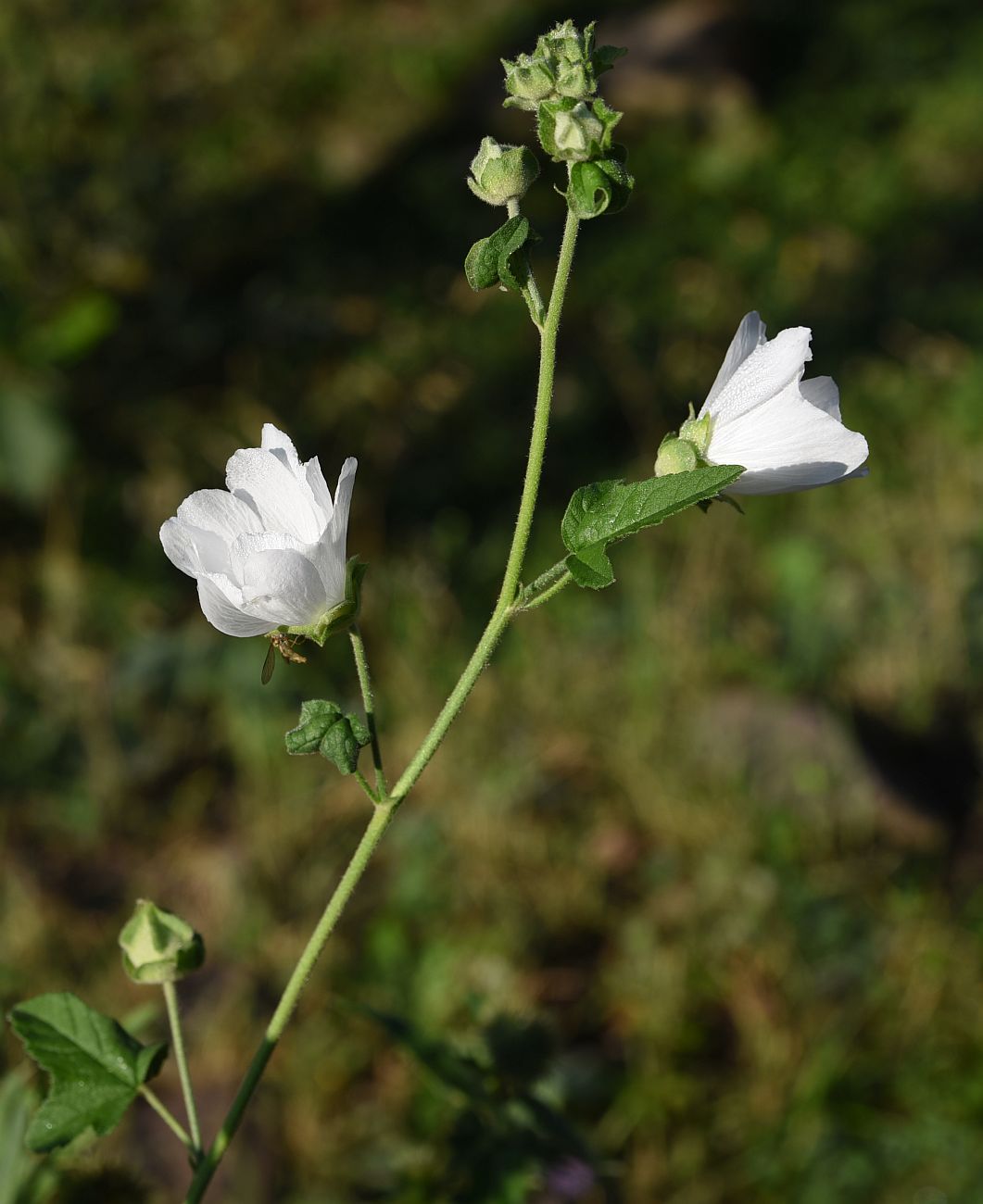 Image of Malva thuringiaca specimen.