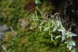 genus Epilobium. Верхушка цветущего и плодоносящего растения. Чечня, Шаройский р-н, бассейн р. Цесиахк, около водопада на левом притоке, на скале. 11 августа 2023 г.