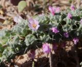 Смотреть изображение Coris monspeliensis подвид strossiae
