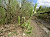 Salix gmelinii. Ветвь с созревающими плодами. Томск, дол. р. Хромовка, заросли кустарников. 14.05.2017.