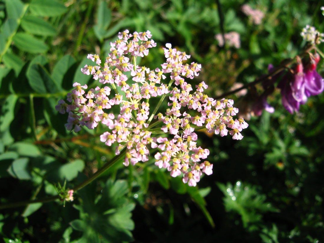 Image of Carum meifolium specimen.