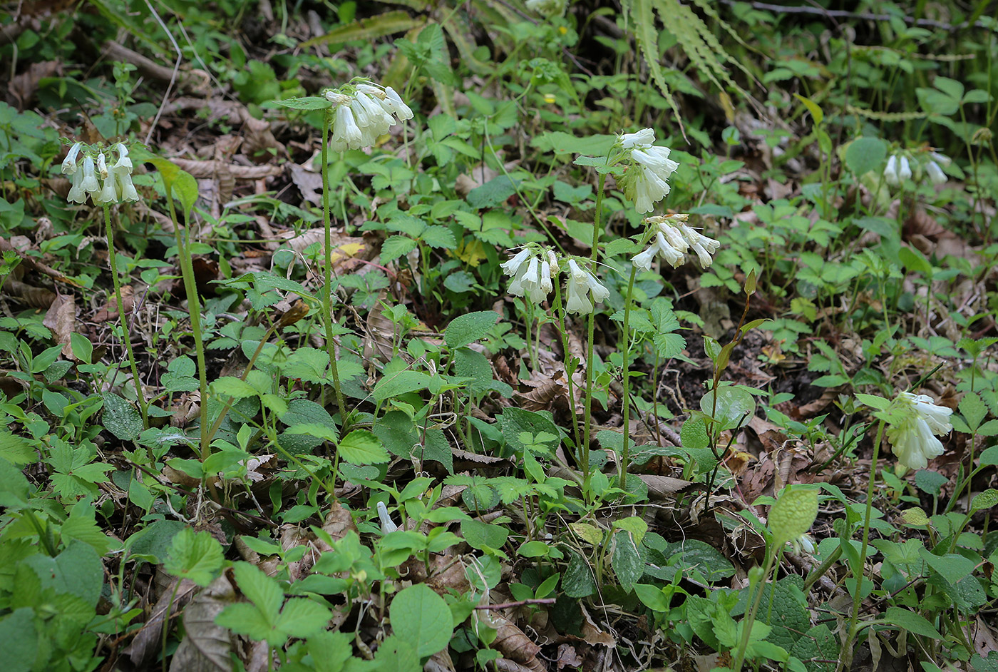 Изображение особи Symphytum grandiflorum.