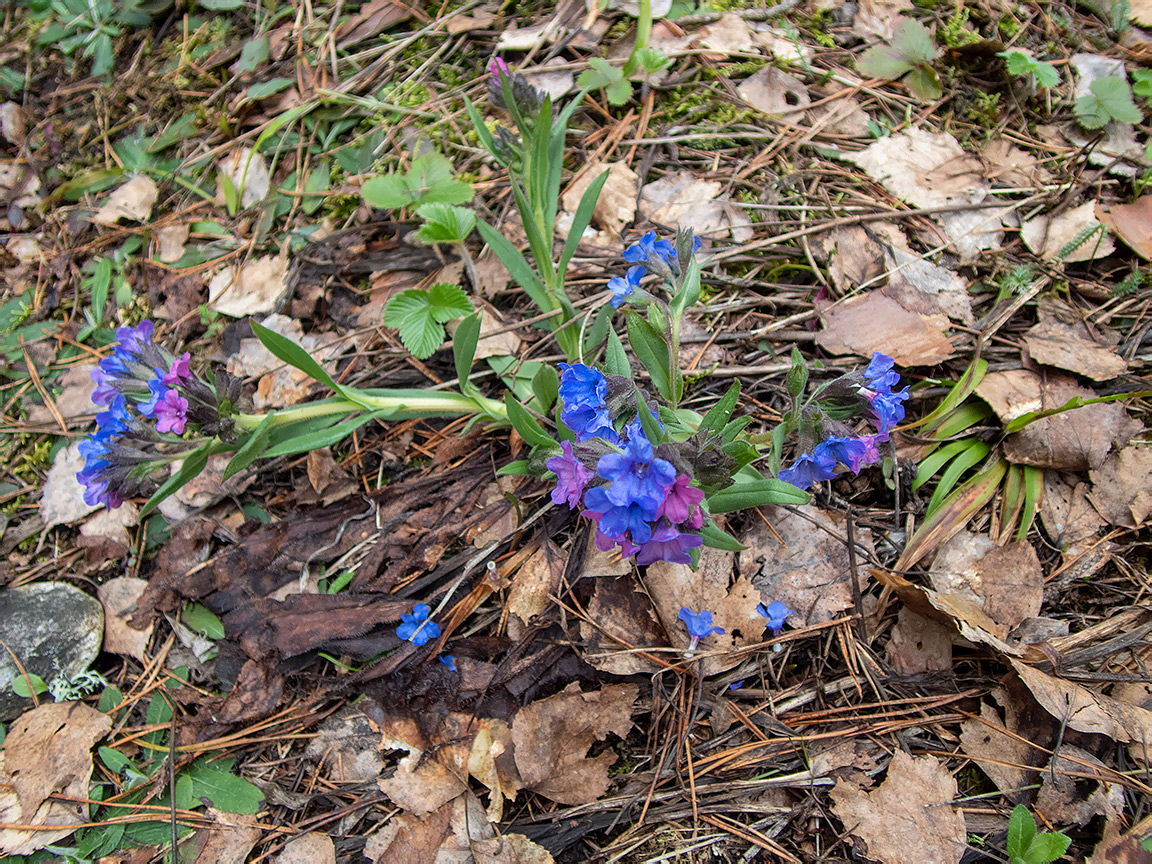 Image of Pulmonaria angustifolia specimen.