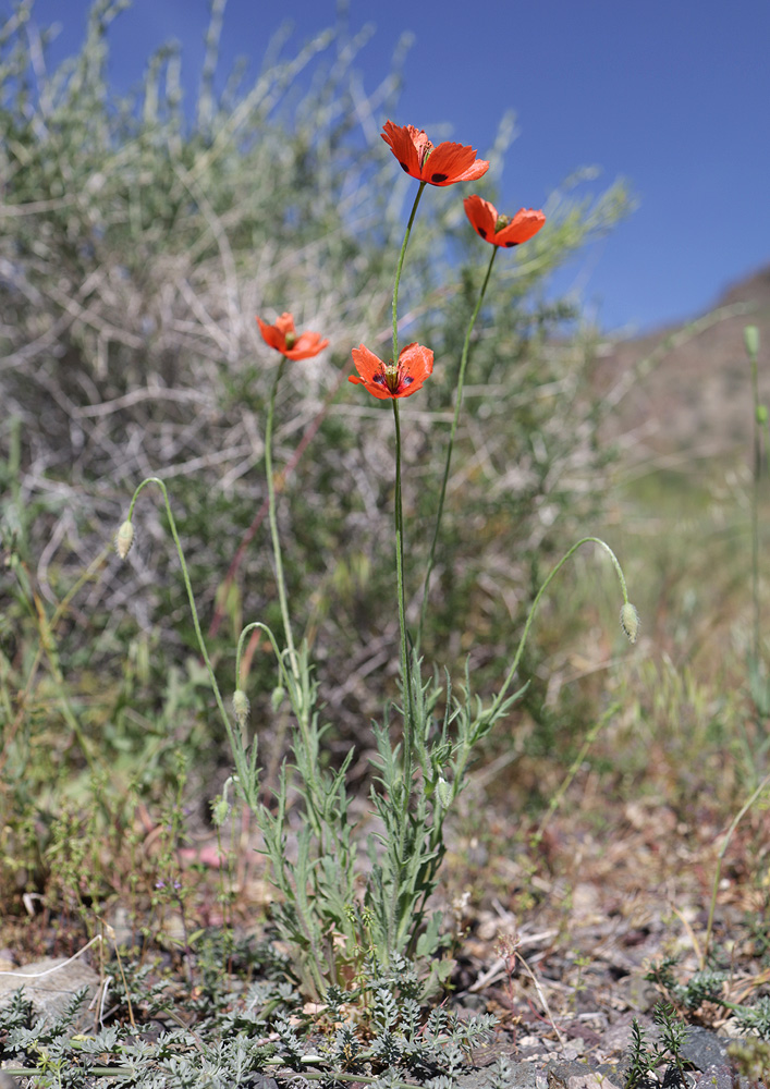 Изображение особи Papaver litwinowii.