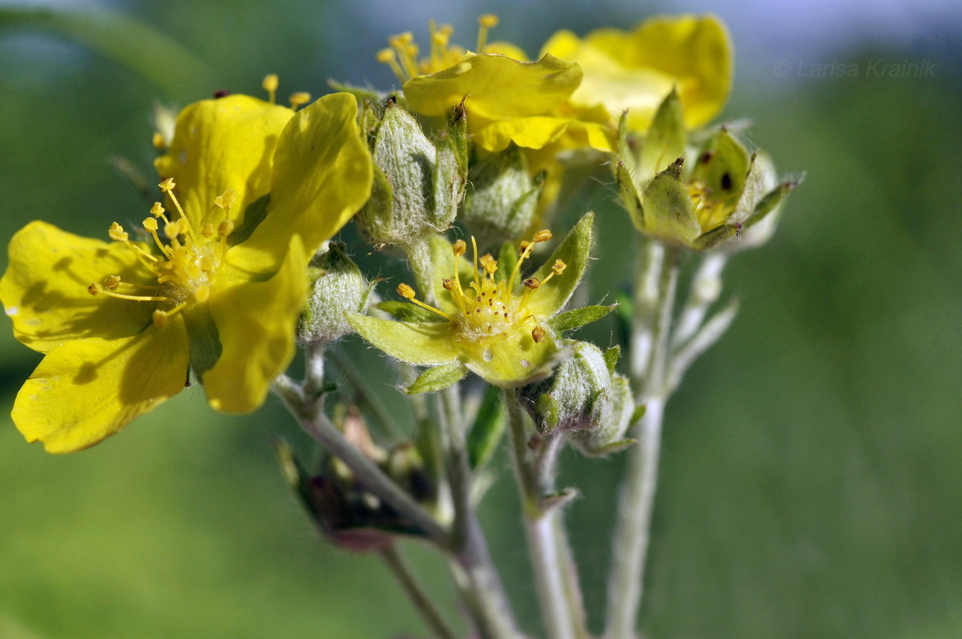 Изображение особи Potentilla discolor.