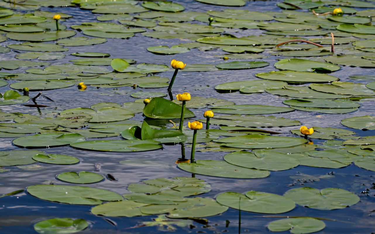 Image of Nuphar lutea specimen.